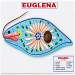 Euglena Model